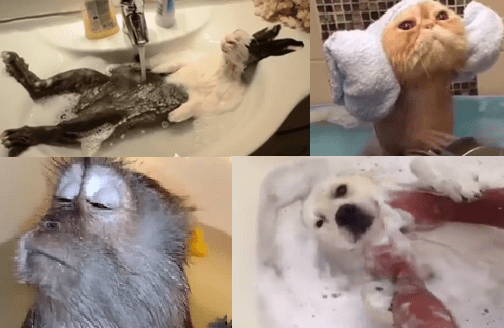 Animales en el baño - DUCHAMANIA