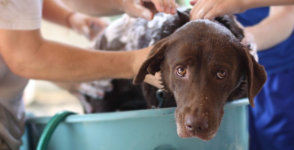cómo bañar a tu perro